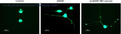 Alomone Labs B-240 image 2