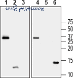 Alomone Labs B-245 image 1