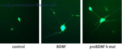 Alomone Labs B-256 image 1