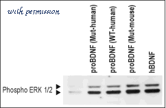 Alomone Labs B-256 image 2