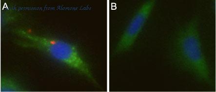 Alomone Labs B-275 image 1
