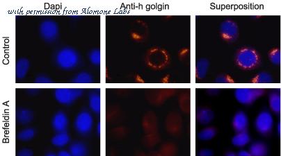 Alomone Labs B-275 image 2