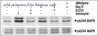 Alomone Labs B-350 image 1