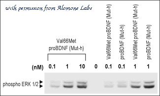 Alomone Labs B-456 image 1