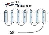 Alomone Labs C-115 image 2