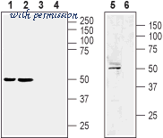 Alomone Labs C-120 image 1