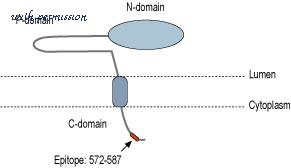 Alomone Labs C-125 image 2