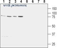 Alomone Labs C-130 image 1