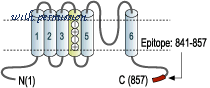 Alomone Labs C-150 image 1