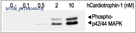 Alomone Labs C-200 image 1