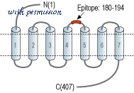 Alomone Labs C-260 image 1