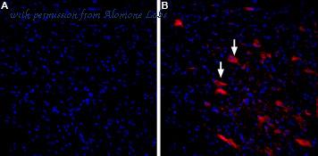 Alomone Labs C-290-AR image 1