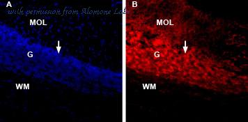 Alomone Labs C-290-AR image 2