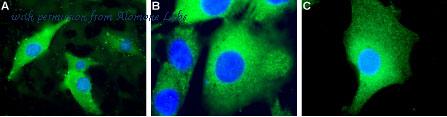 Alomone Labs D-265 image 1