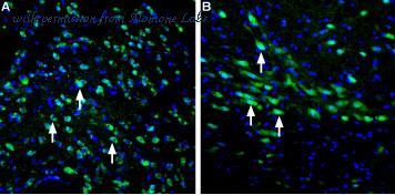 Alomone Labs F-170 image 1