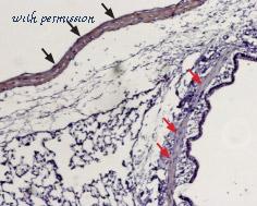 Alomone Labs F-650 image 2