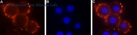 Alomone Labs F-700 image 1