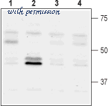 Alomone Labs G-145 image 1