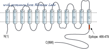 Alomone Labs G-145 image 2