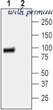 Alomone Labs G-155 image 1