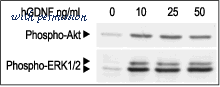Alomone Labs G-240 image 2