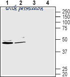 Alomone Labs GPM-100 image 2