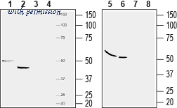 Alomone Labs J-110 image 1