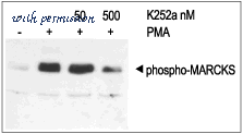 Alomone Labs K-150 image 1