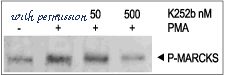 Alomone Labs K-170 image 1
