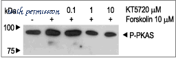Alomone Labs K-190 image 3