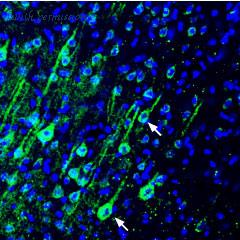 Alomone Labs L-140 image 1