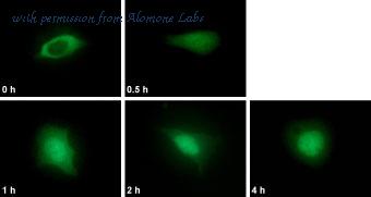 Alomone Labs L-500 image 1
