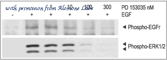 Alomone Labs P-360 image 2