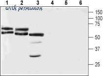Alomone Labs RPA-100 image 1