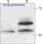 Alomone Labs RPA-100 image 2