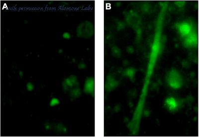 Alomone Labs RTM-100 image 1