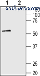 Alomone Labs S-186 image 1