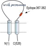 Alomone Labs STA-110 image 1