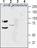 Alomone Labs STA-155 image 1