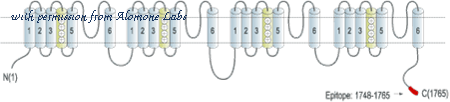 Alomone Labs STA-500 image 1