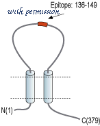 Alomone Labs STA-530 image 1