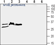 Alomone Labs STC-100 image 2