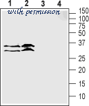 Alomone Labs STC-160 image 1