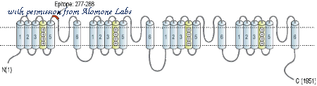 Alomone Labs STC-310 image 1