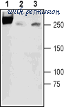 Alomone Labs STC-320 image 1