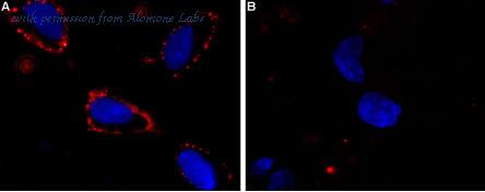 Alomone Labs STC-325 image 1