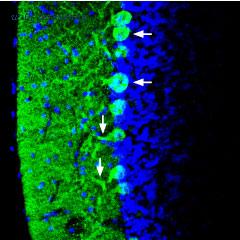 Alomone Labs STJ-300 image 1