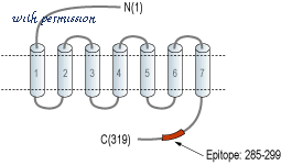 Alomone Labs STJ-400 image 1