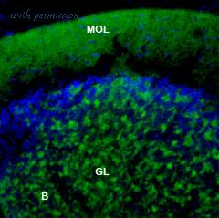 Alomone Labs STM-550-AG image 2