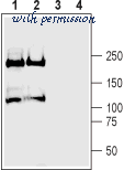 Alomone Labs STP-350 image 1